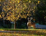 Buck in the Yard