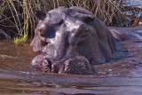 Male Hippo