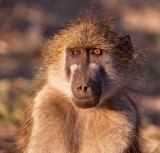 Baboon