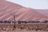 Sand Dune Sossusvlei