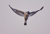 Pied King Fisher - Hovering