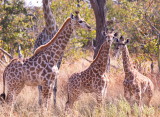 Giraffe Nursery
