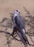 Black Shouldered Kite