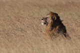 Watching - waiting for the next meal to come.