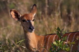 Nyala Antelope