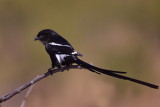 Magpie Shrike - Looong Tail!