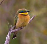 Little Bee Eater