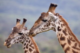 Male Giraffes