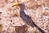 Yellow Billed Hornbill