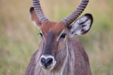 Water Buck