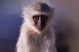 Young Vervet Monkey