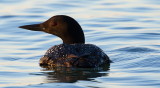 Loon Rear View