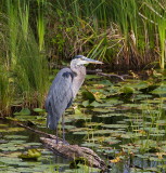 Great Blue Heron