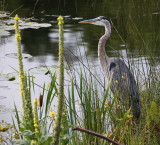 Great Blue Heron