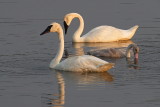 Season of Swans #16