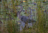 The Great Blue Heron Series