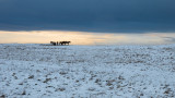 Chevaux dans la lumire