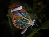 Papillon du Costa-Rica