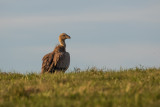 Poule basque