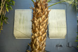 Palm Tree and Windows