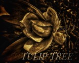 Tulip Tree Blossom