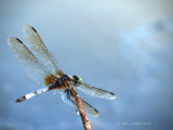 Cheerful / Dragonfly 