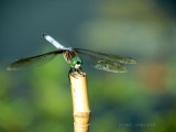 Cheerful / Dragonfly