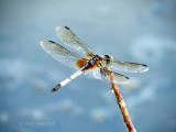 Dragonfly On My Dashboard