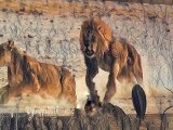 The Kalahari Desert / PBS Africa
