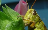 Grasshopper