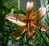 Peach Asian Lily DSC06610.jpg