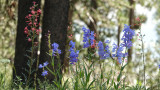 05378 Tetons RX10 III.jpg