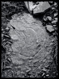 Falls Snow  tracy creek ice DSC08064 (Water).jpg