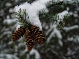 Pine Cones_Snow_Dsc00882 Flowers.jpg