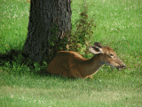 7-18-08 deer yard H-5 Deer Animation (Wildlife).gif