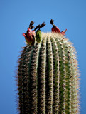 RIV03040 Organ Pipe Cactus Nat Monument _dphdr.jpg