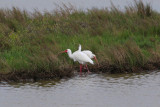 Whooping Crane