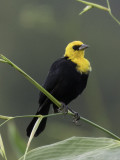 Yellow-headed Blackbird