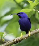 Purple Honeycreeper