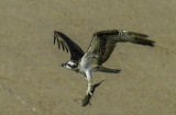 Osprey