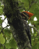 Pileated Woodpecker