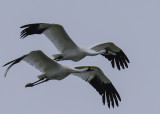 Whooping Crane