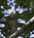 American Robin