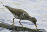 Spotted Sandpiper