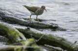 Spotted Sandpiper