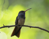 DSC_54452.jpg