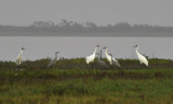 Sandhill Cranes / Whooping Cranes