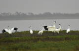 Whooping Crane