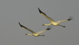 Whooping Crane