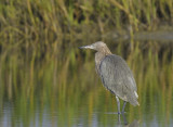 Reddish Egret